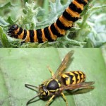 Wasp and caterpillar - can you guess which is which though?