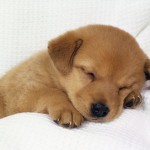 Puppy Love Puppy Love