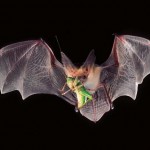 Batting away pesticide use Batting away pesticide use