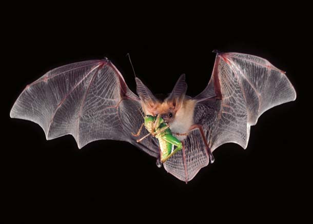 bat eating insect