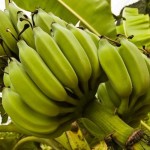 bananas