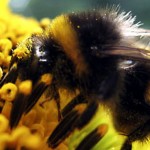 bumblebee bumblebee