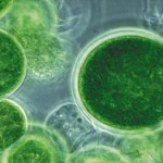 algae