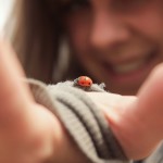 ladybird ladybird