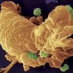 phagocyte phagocyte