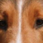 Run Lassie – no not over there! Damn you Lassie! Run Lassie – no not over there! Damn you Lassie!