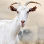 Goat_family