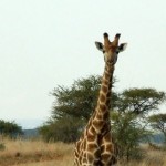 giraffe-philippa-dell