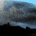 starling-flock