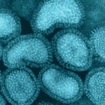 viruses viruses